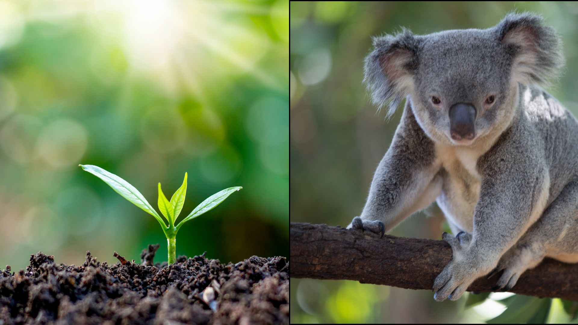 Identifikasi Makhluk Hidup Berdasarkan Karakteristiknya